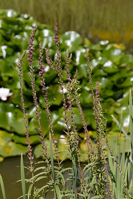 Jardin des Impressionnistes-128